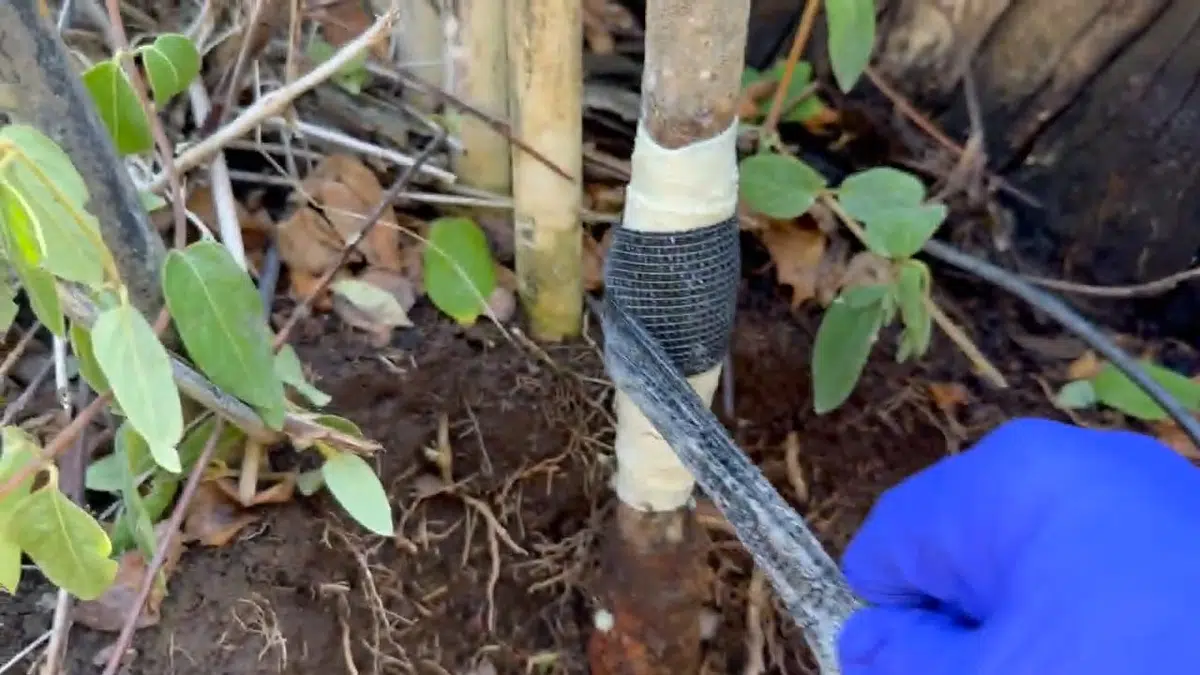 Outdoor service line repair beside landscaping for huntington beach in Huntington Beach